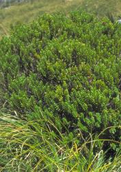 Veronica cockayneana. Habit. Lake Harris, Routeburn Valley.
 Image: M.J. Bayly © Te Papa CC-BY-NC 3.0 NZ